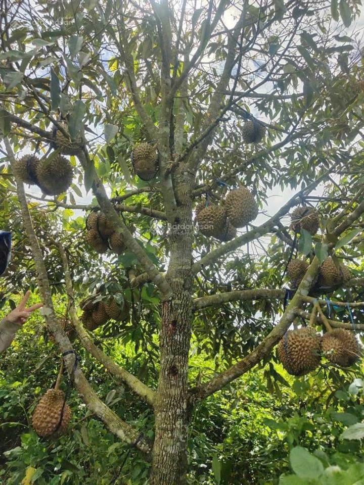 1685m2 đất view đồi, nhìn sông đồng nai, giá chưa tới 1 tỷ sẵn vườn sầu riêng càfê, săn mây, lâm hà