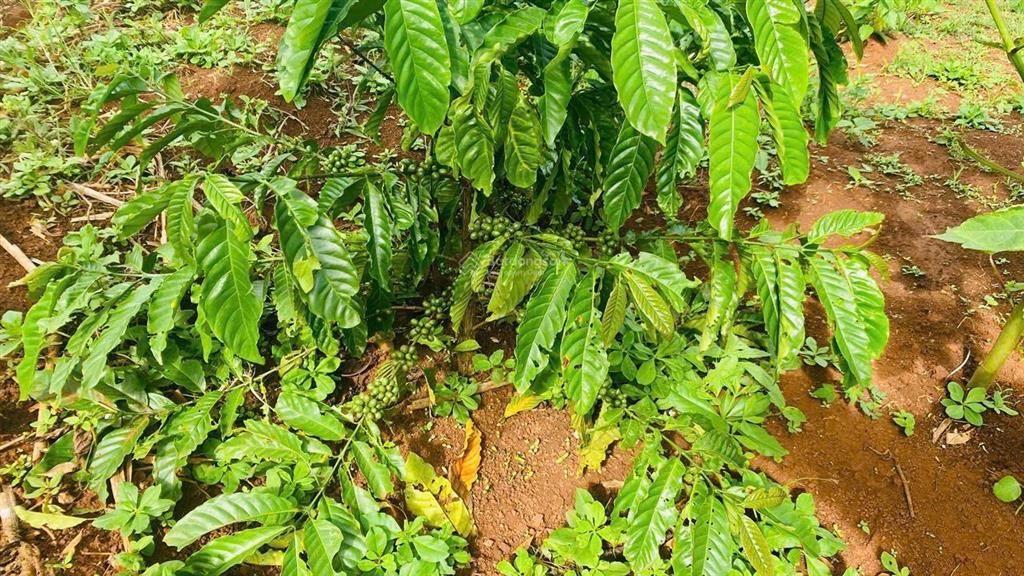 1685m2 đất view đồi, nhìn sông đồng nai, giá chưa tới 1 tỷ sẵn vườn sầu riêng càfê, săn mây, lâm hà