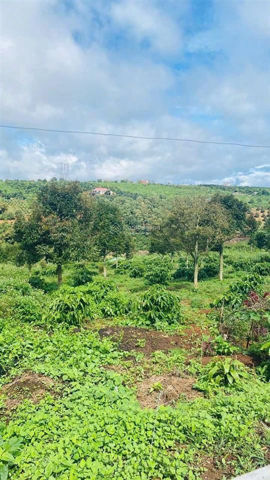 1685m2 đất view đồi, nhìn sông đồng nai, giá chưa tới 1 tỷ sẵn vườn sầu riêng càfê, săn mây, lâm hà