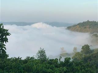 2779m2 đất săn mây, view đồi sông, giá 813 triệu/1000m2,sẵn vườn sầu riêng càfê, tân hà,gần đà lạt