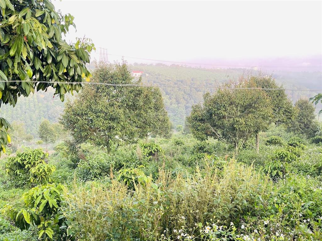 1686m2 đất săn mây, view đồi sông, giá 813 triệu/1000m2,sẵn vườn sầu riêng càfê, tân hà, gần đà lạt