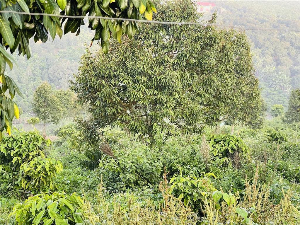 1686m2 đất săn mây, view đồi sông, giá 813 triệu/1000m2,sẵn vườn sầu riêng càfê, tân hà, gần đà lạt