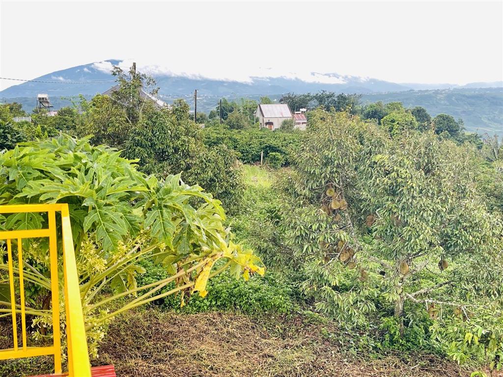 Săn mây  view sông] 1.686m đất tân hà lâm hà  sẵn nhà mới & vườn sầu riêng & cafe  giá 1,313 tỷ