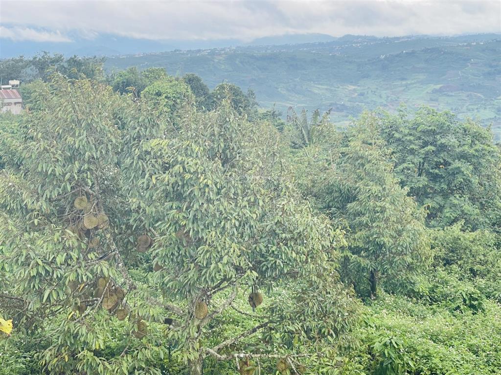 Săn mây  view sông] 1.686m đất tân hà lâm hà  sẵn nhà mới & vườn sầu riêng & cafe  giá 1,313 tỷ