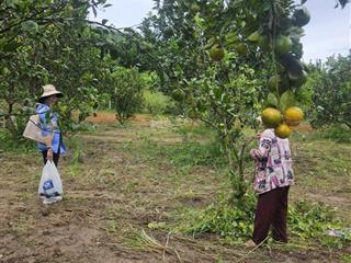Bán gấp 1019m2 vườn cây ăn trái đang thu hoạch giá 439tr