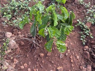 Đất đỏ bazan diện tích 1hec3 tức 13000m trên đất có 2700 cây cà phê mới trồng giá 1tỷ5 thương lượng