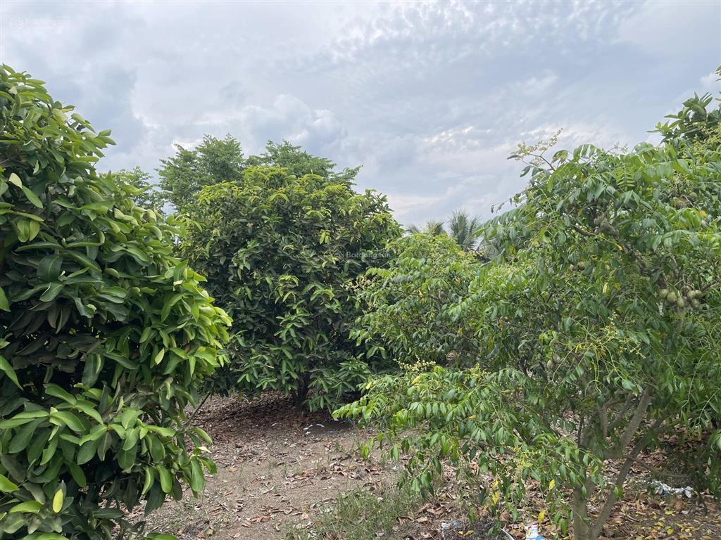 Đất thổ vườn đường nhựa, view suối, sẵn nhà cấp 4, trồng đủ loại cây ăn trái