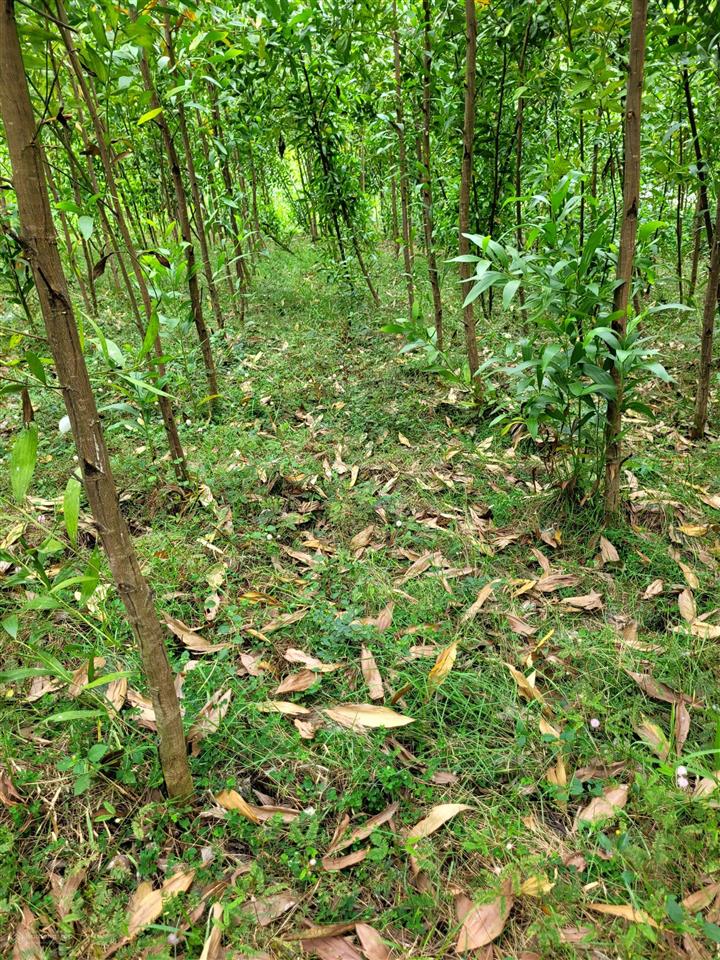 Bán đất 6.936m2 cách quốc lộ 1a 300m thôn ninh ích. bắc ninh hòa, khánh hòa