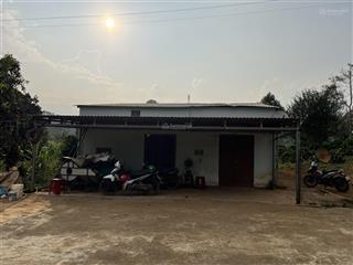 4,5 ha đất trồng kín cafe và hồ tiêu, cách ql14 200m