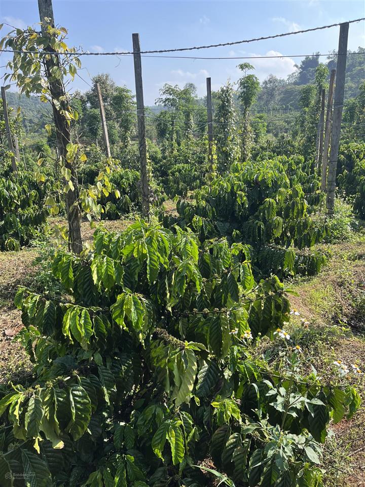 4,5 ha đất trồng kín cafe và hồ tiêu, cách ql14 200m