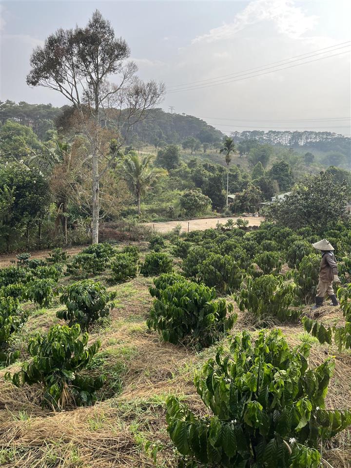 4,5 ha đất trồng kín cafe và hồ tiêu, cách ql14 200m