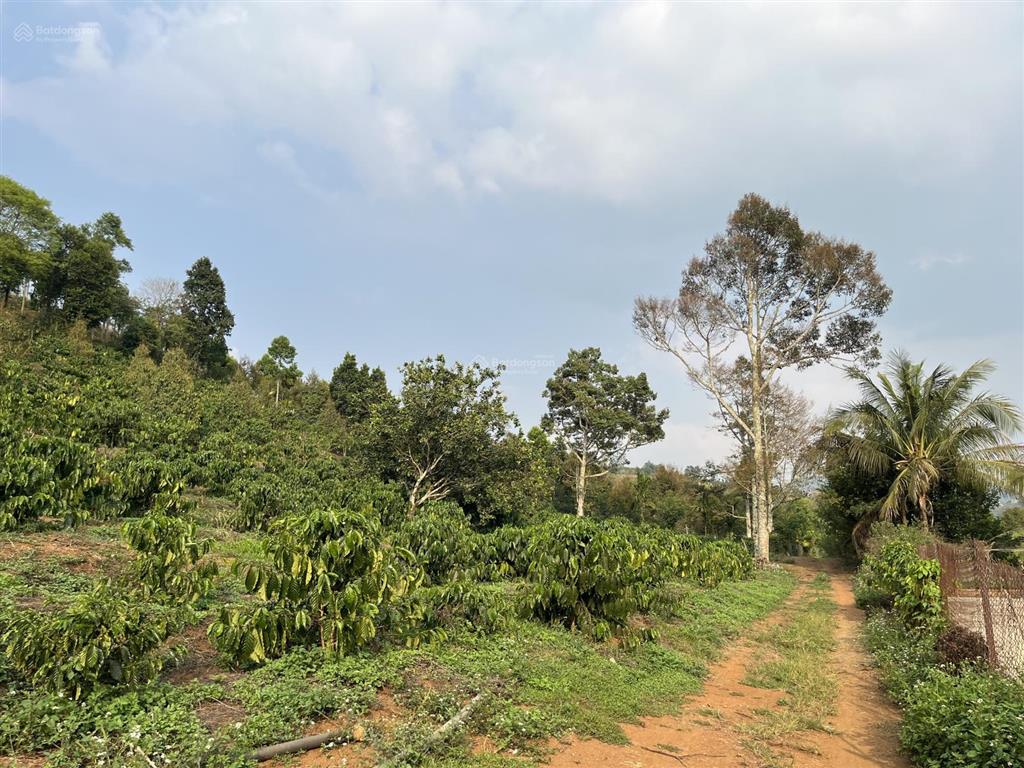 4,5 ha đất trồng kín cafe và hồ tiêu, cách ql14 200m