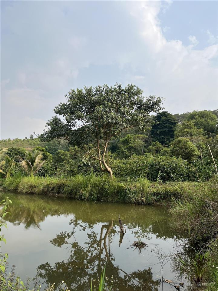 4,5 ha đất trồng kín cafe và hồ tiêu, cách ql14 200m