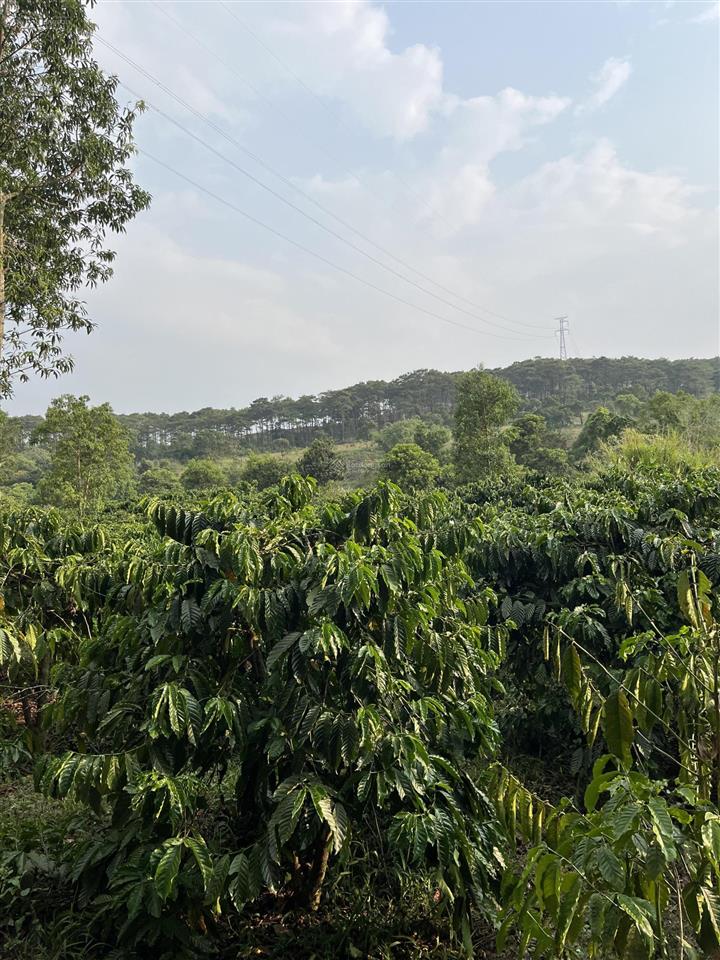 4,5 ha đất trồng kín cafe và hồ tiêu, cách ql14 200m