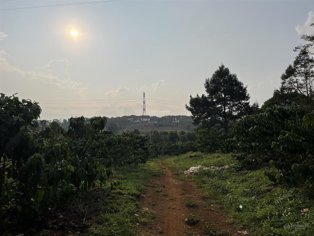 4,5 ha đất trồng kín cafe và hồ tiêu, cách ql14 200m