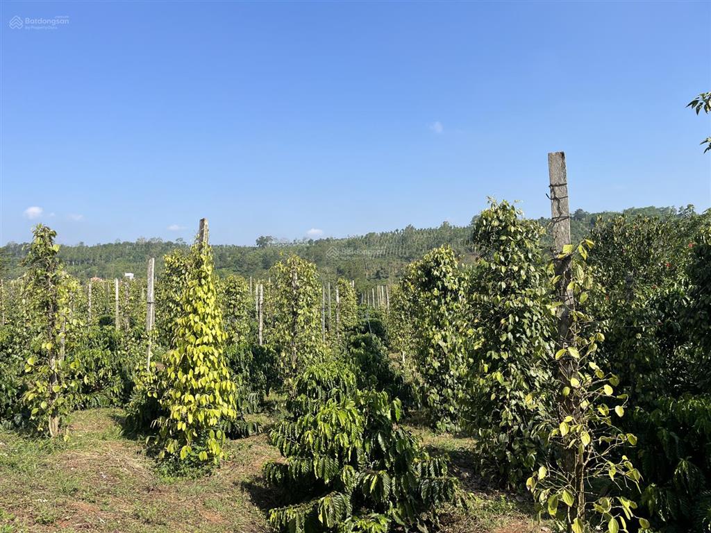 4,5 ha đất trồng kín cafe và hồ tiêu, cách ql14 200m