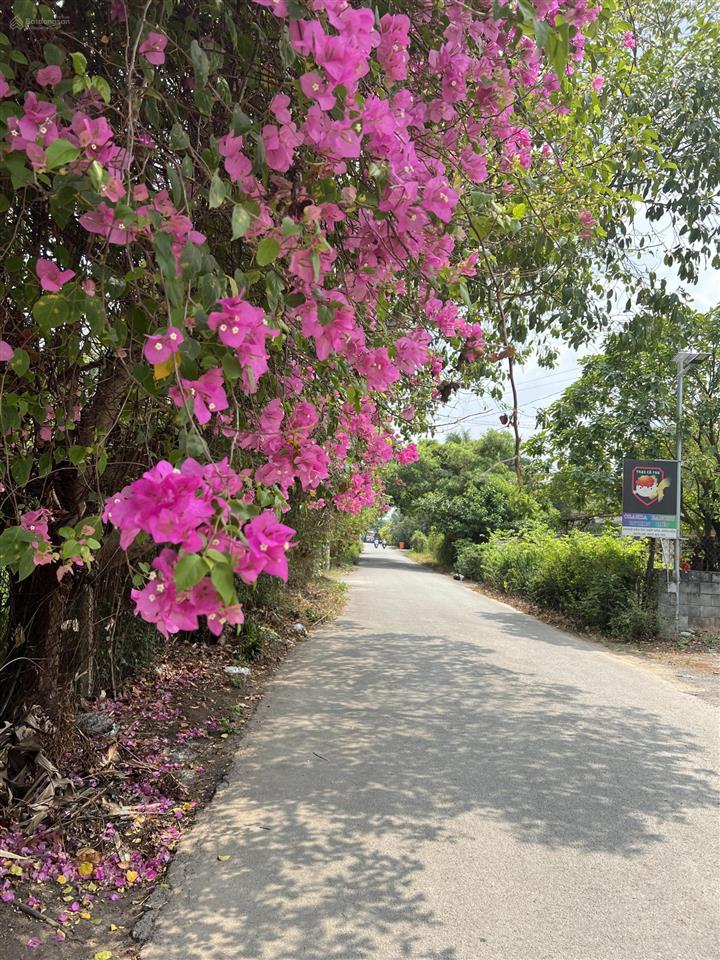 Bán 2055m2 đất view sông cù lao hiệp hoà  biên hoà.  0908 387 ***