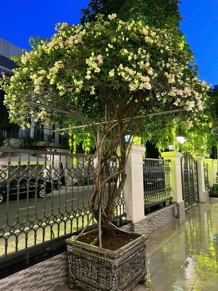 Cho thuê căn đơn lập nổi bật ocean park giá 100tr/tháng full đồ siêu phẩm
