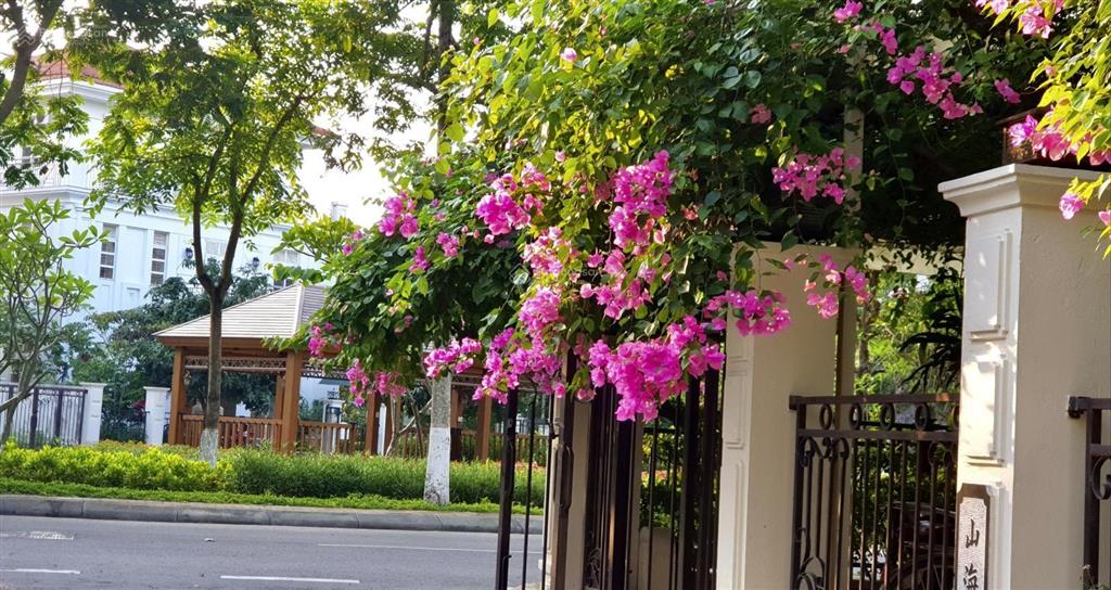 Bán gấp biệt thự 270m2 dãy bt1 kđt splendora, lô góc cực đẹp giá chỉ 22x tr/m2