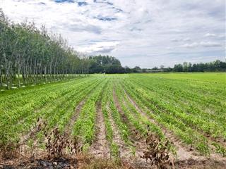 Chủ kẹt tiền cần bán lô đất vườn 1330m2 xã trung lập thượng  củ chi, shr