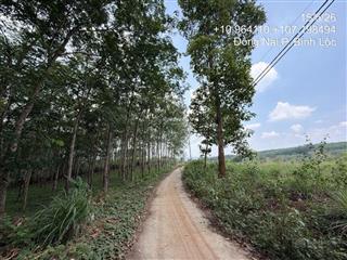 Ngân hàng thanh lý  bất động sản hẻm suối tre  bình lộc, phường bình lộc, tỉnh đồng nai
