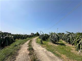 Bán 4000m2 đất trồng thanh long, dân hiện hữu, đường bê tông gần biển, giá tốt