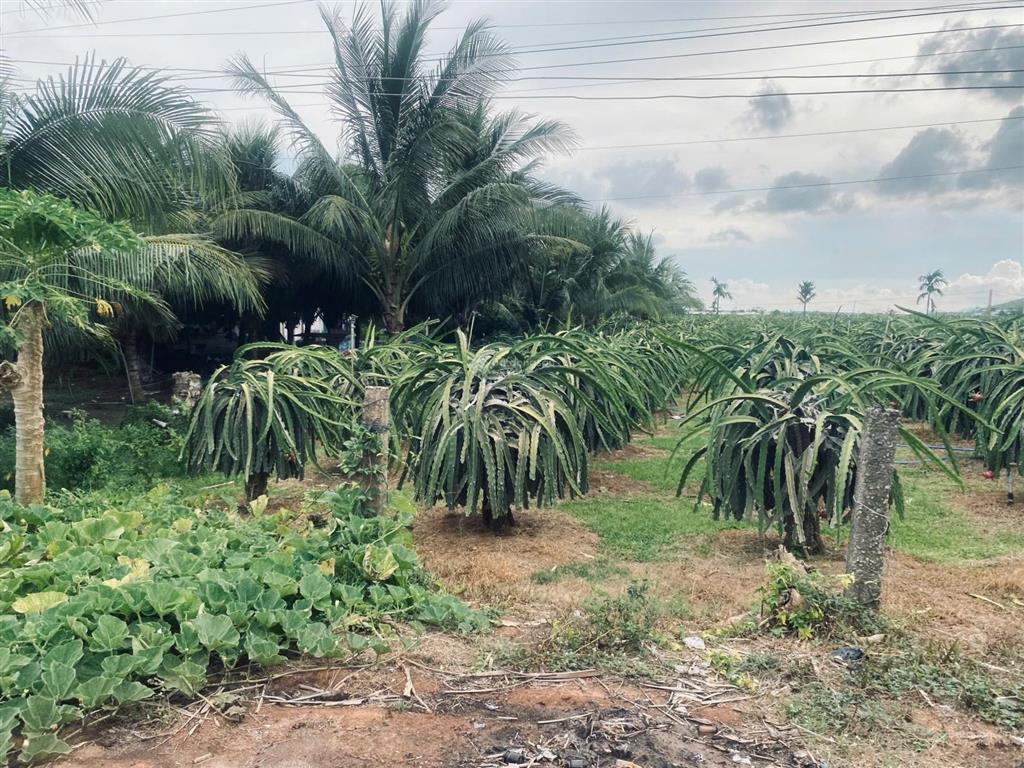 10x50(500m²) 150m² thổ cư, đinh công tráng, tân tiến, gần hồ núi đất gần biển giá tốt