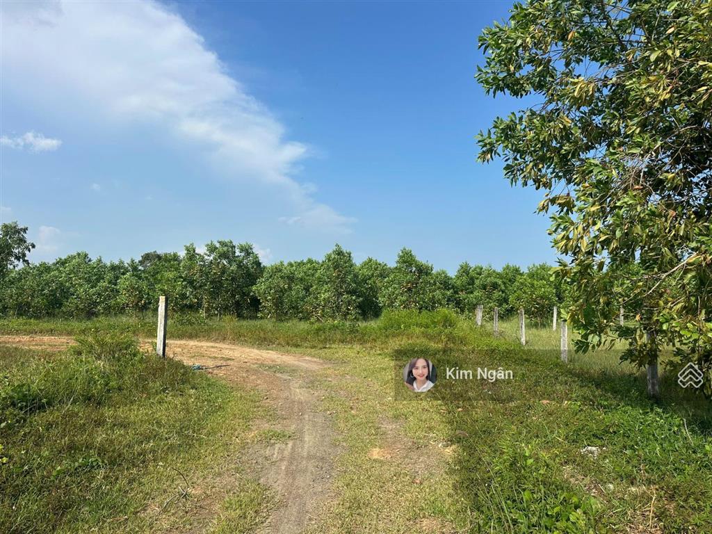 1,8 mẫu 300m2 thổ full hồng gần biển, giá ngộp bank
