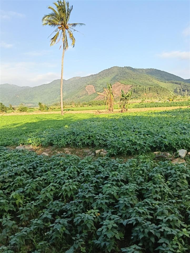 (chỉ 1,5tr/m2) siêu phẩm đất farm sát sông cu đê  giữa thủ phủ du lịch hòa bắc