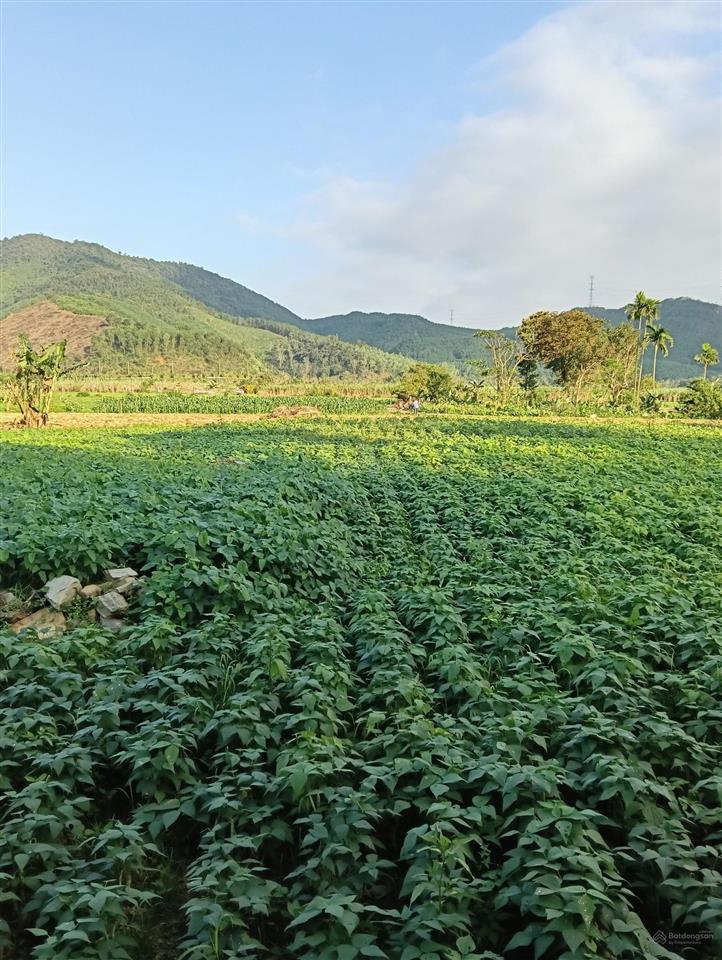 (chỉ 1,5tr/m2) siêu phẩm đất farm sát sông cu đê  giữa thủ phủ du lịch hòa bắc