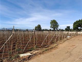 Lô góc 2 mặt tiền siêu thoáng tại hoà ninh