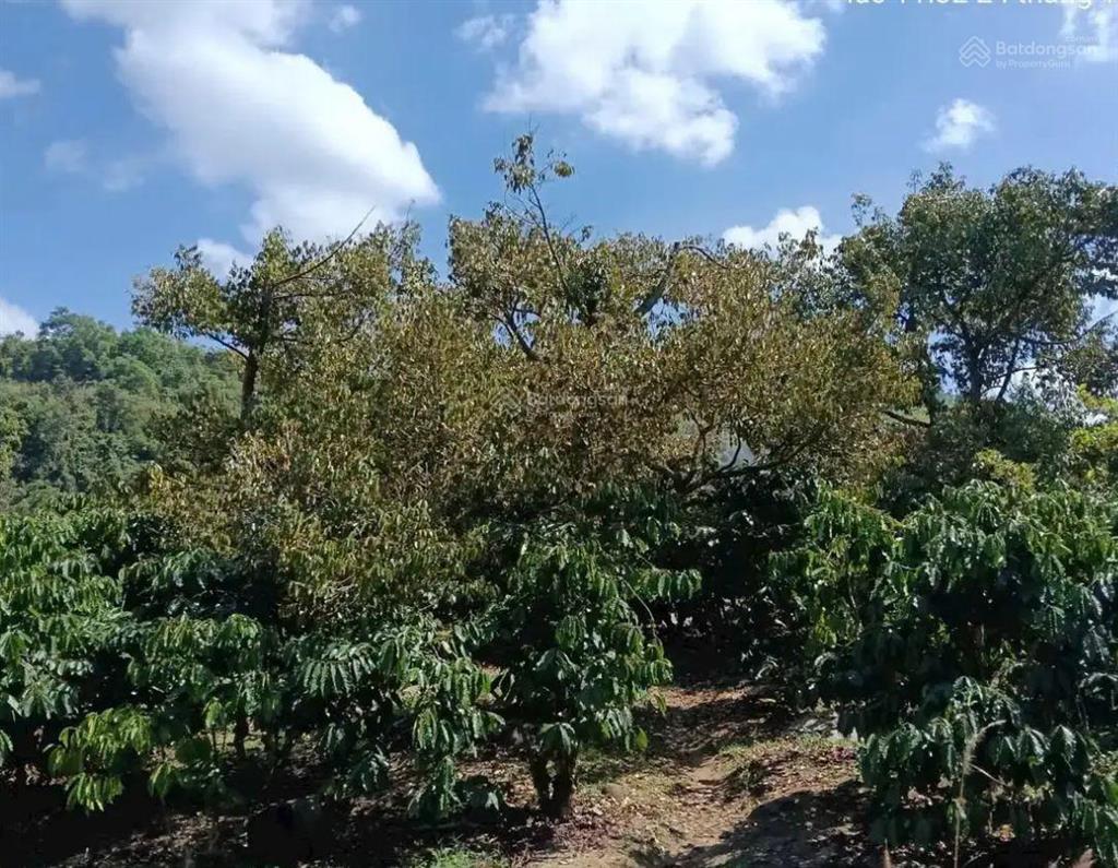 Bán gấp đất nền 133m2 tại xã hoà ninh, di linh, lâm đồng, giá 1,55 tỷ