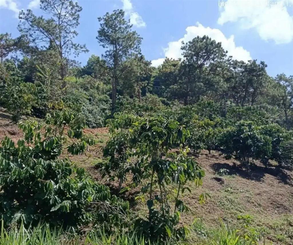 Bán gấp đất nền 133m2 tại xã hoà ninh, di linh, lâm đồng, giá 1,55 tỷ