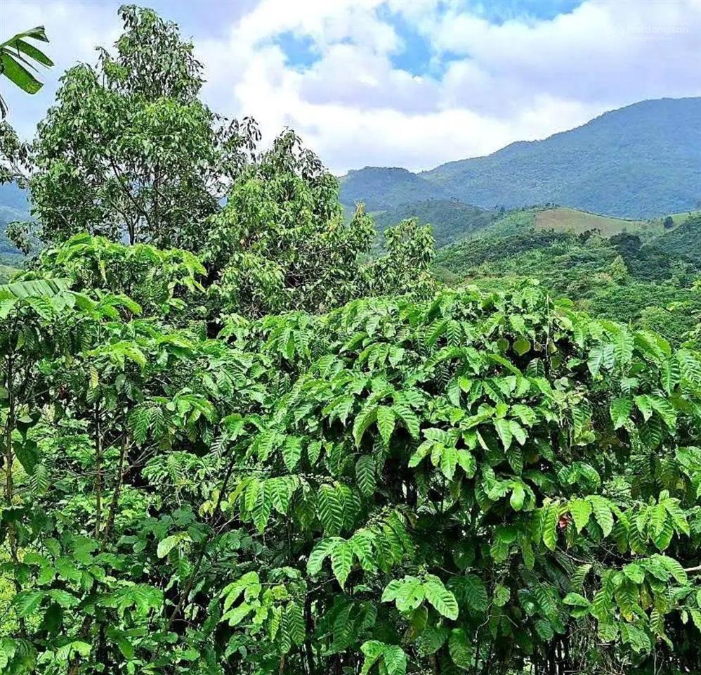 Đất hòa ninh view đồi cực đẹp 103m2 full thổ