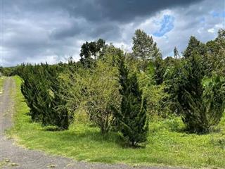 Cần bán đất xã lộc bắc, huyện bảo lâm, lâm đồng.