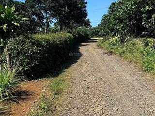 Bán đất 150m2 tại xã lộc bắc, bảo lâm, lâm đồng.