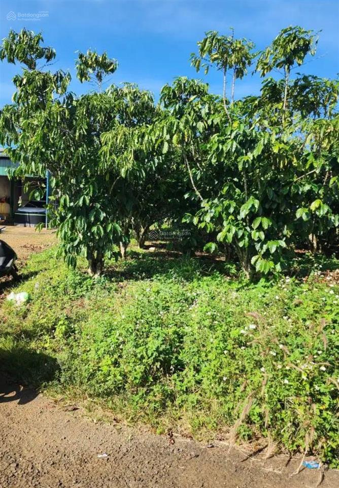 Lô đẹp vuông vức trung tâm hòa ninh