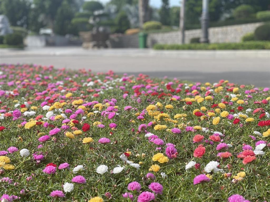 Parasol sổ đỏ trao tay, giá tốt nhất giỏ hàng chỉ hơn 5x tỷ