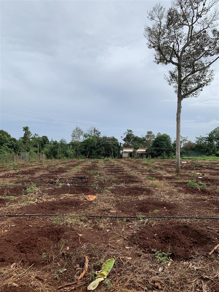 Bán đất diện tích 5379m2 đường nhựa khu dân cư giá 960tr sào xã ngã giao tp. hồ chí minh