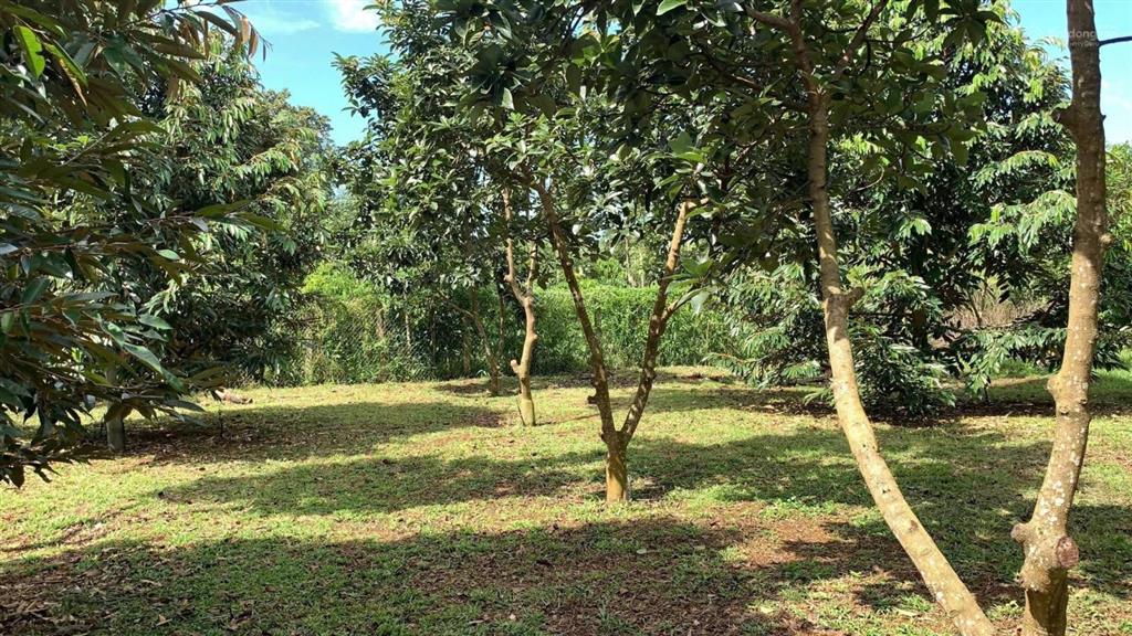 Bán 8000m2 100m2 thổ cư mặt tiền 20m xã kim long tp. hcm giá 12,5 tỷ