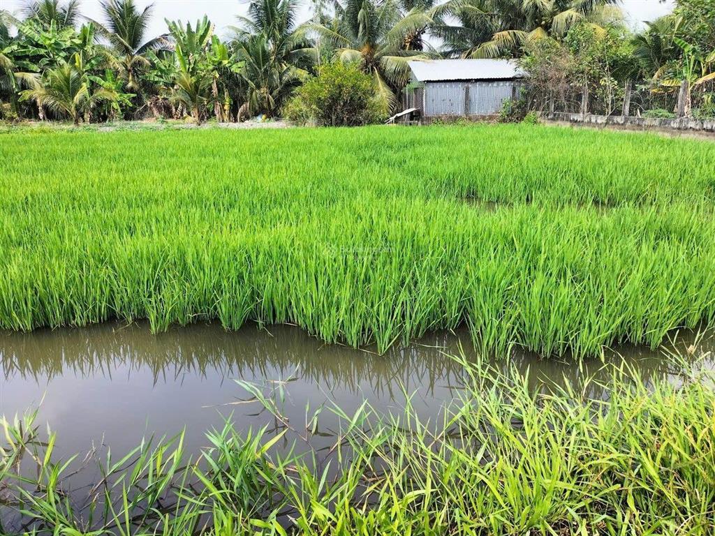 Đất lúa bên hông cao tốc trung lương  cần thơ