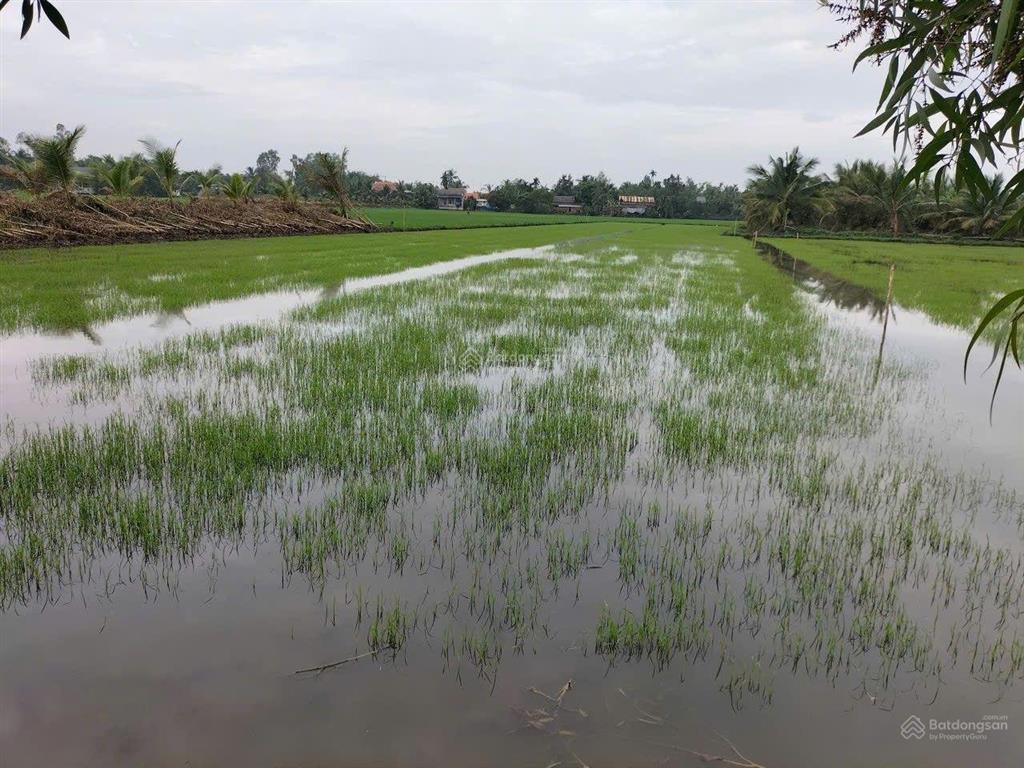 Đất lúa bên hông cao tốc trung lương  cần thơ