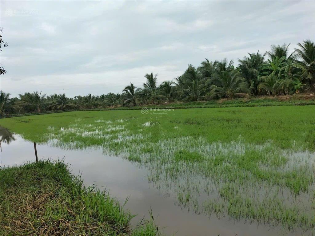 Đất lúa bên hông cao tốc trung lương  cần thơ