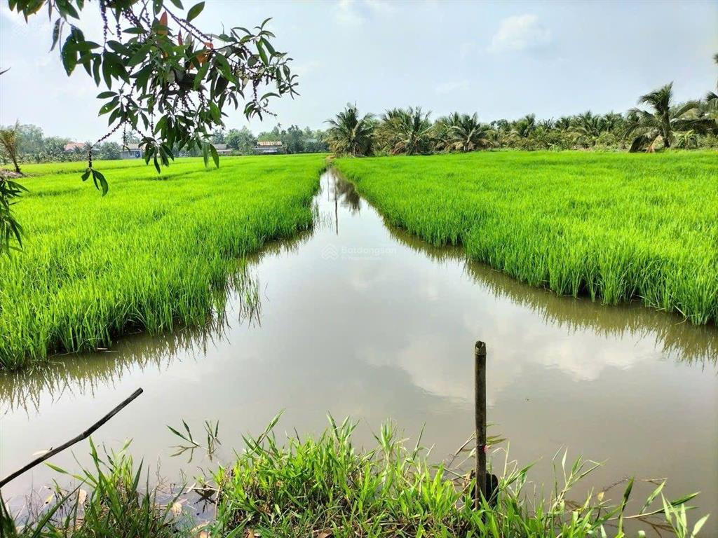 Đất lúa bên hông cao tốc trung lương  cần thơ