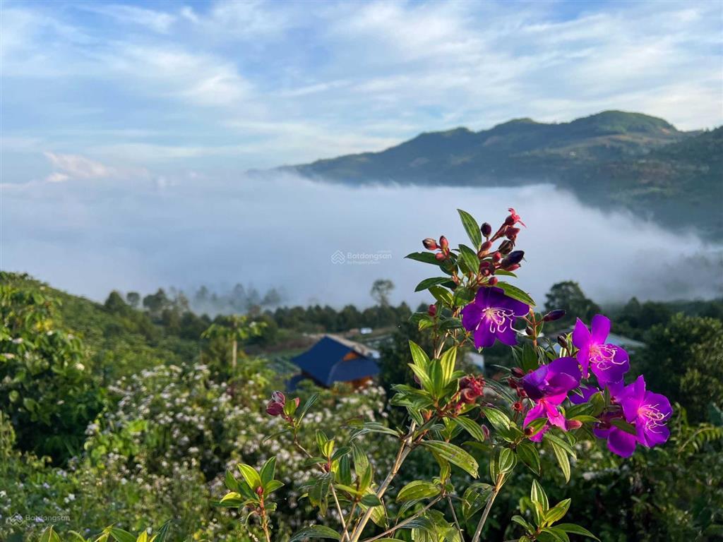 Làng oa  chỉ 2,390 tỷ sở hữu 1000m2 full thổ cư với nhà gỗ view săn mây, an ninh 24/7