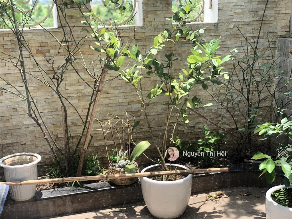 Biệt thự đơn lập căn góc 198m² siêu hiếm tại vinhomes thăng long  giá tham khảo tốt trong khu vực