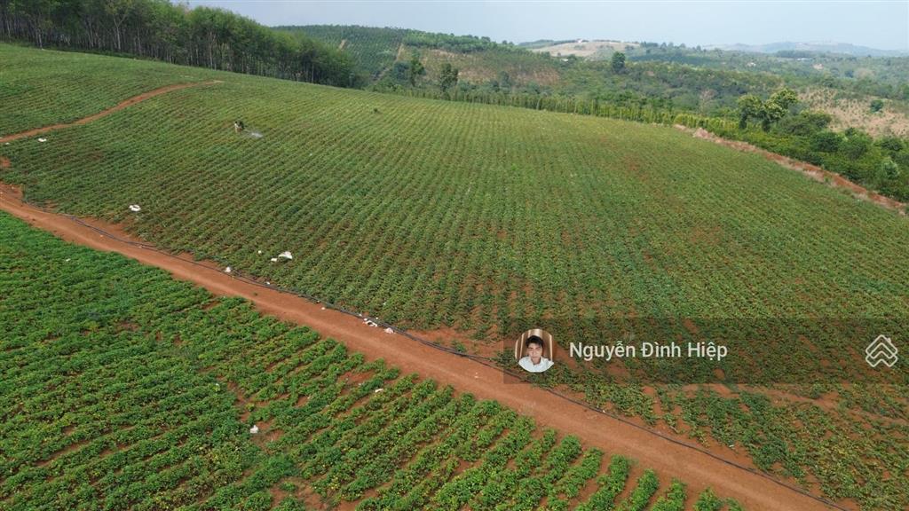 Bán 5ha đất trắng gần trung tâm, sẵn hồ bạt, đất bằng như sân, chất đất đẹp giá 4.8 tỷ