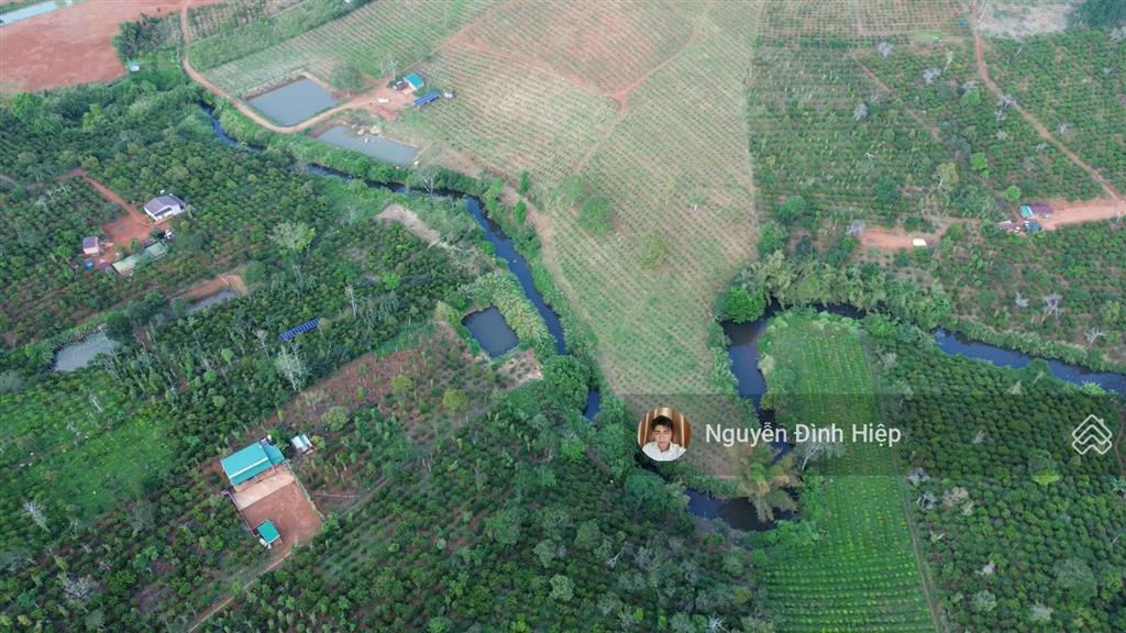 Bán 6.5ha vườn cà phê đẹp suối ôm 400m hệ thống tưới bài bản