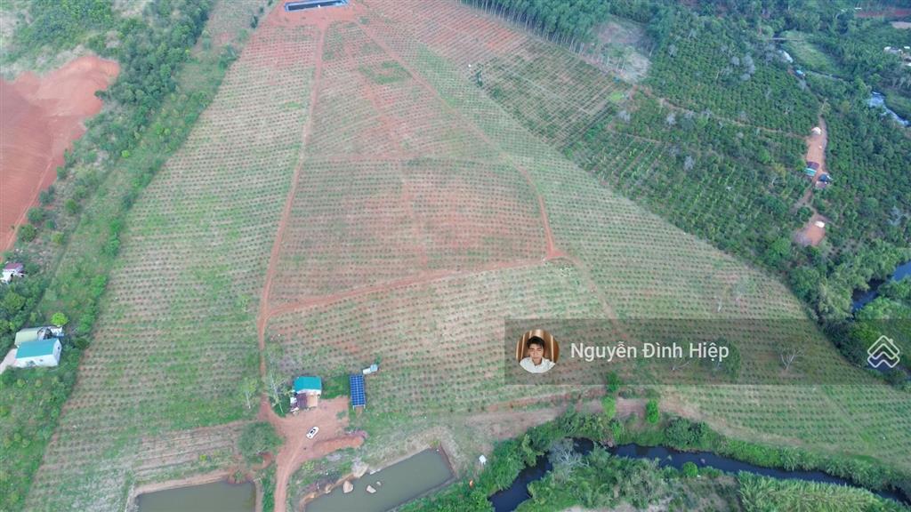 Bán 6.5ha vườn cà phê đẹp suối ôm 400m hệ thống tưới bài bản