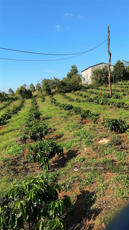 Bán 6.5ha vườn cà phê đẹp suối ôm 400m hệ thống tưới bài bản